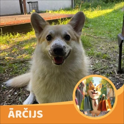 Ārčijs