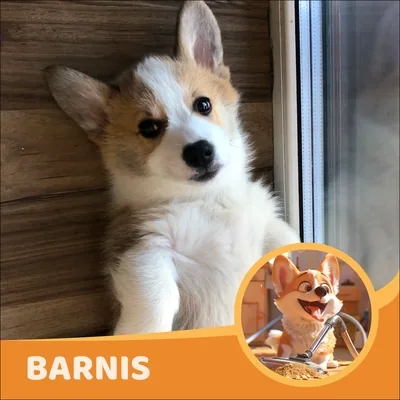 Barnis