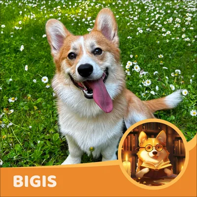 Bigis