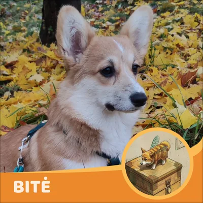 Bitė