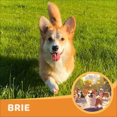 Brie