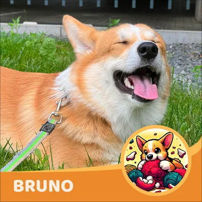 Bruno