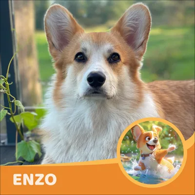 Enzo