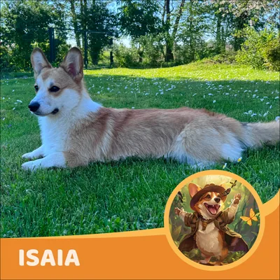 Isaia