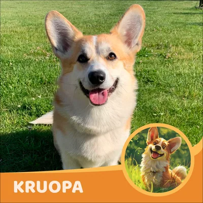 Kruopa