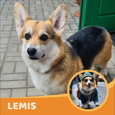 Lemis