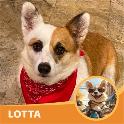 Lotta