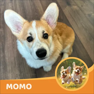 Momo
