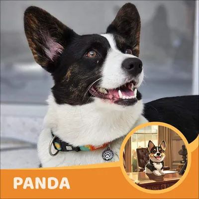Panda
