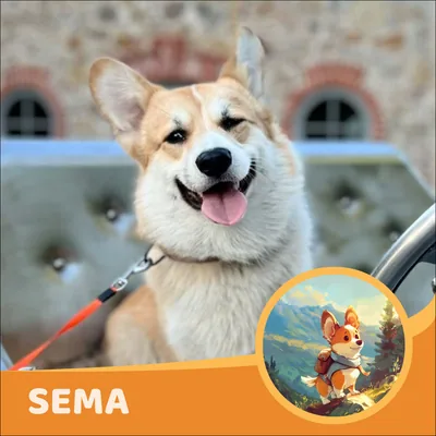 Sema