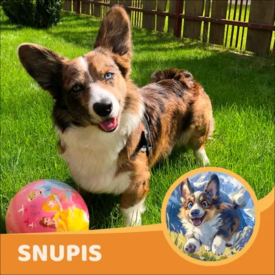 Snupis