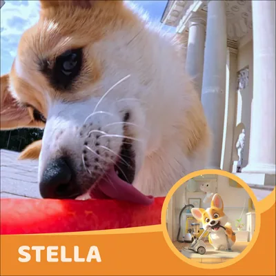 Stella