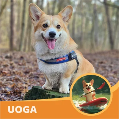Uoga