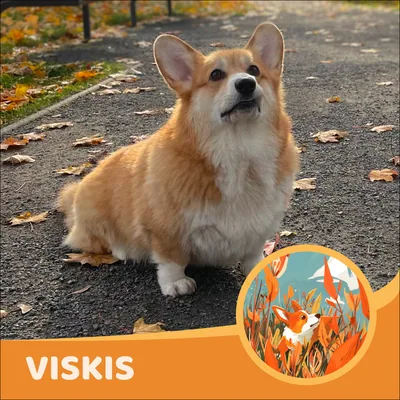Viskis