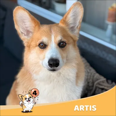 Artis