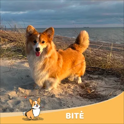 Bitė