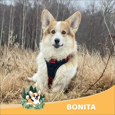 Bonita