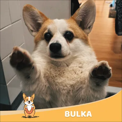 Bulka