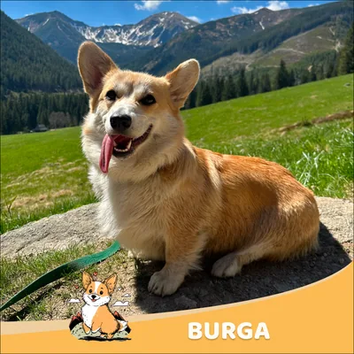Burga