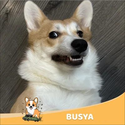 Busya