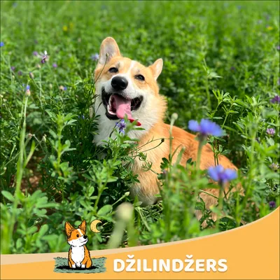 Džilindžers