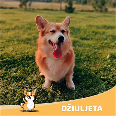 Dziuljeta