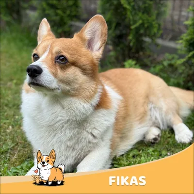 Fikas