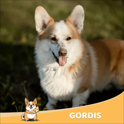 Gordis