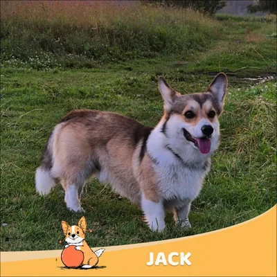 Jack