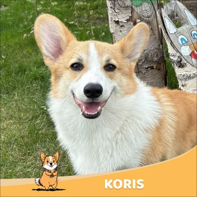 Koris