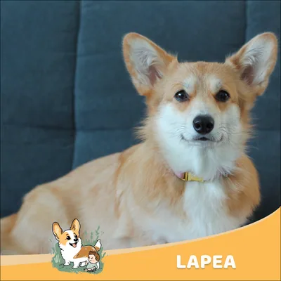 Lapea