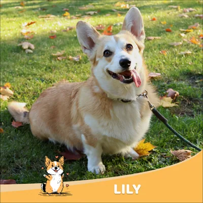 Lily