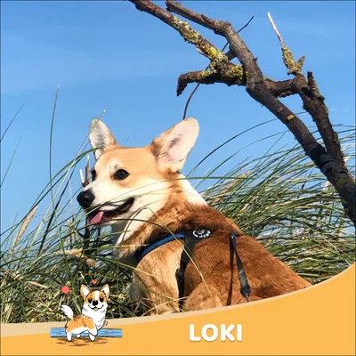 Loki