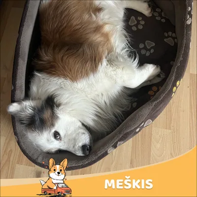 Meškis