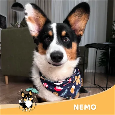 Nemo