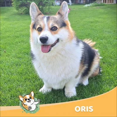 Oris