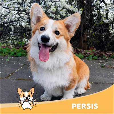 Persis
