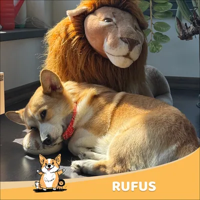 Rufus