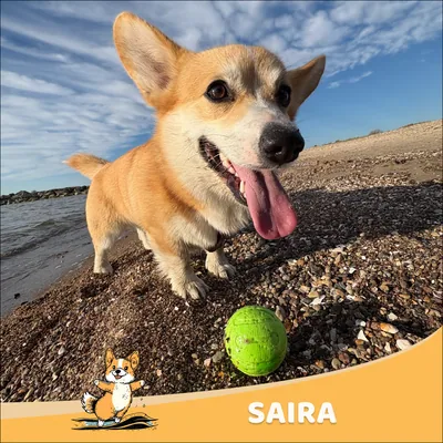 Saira