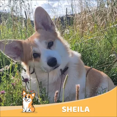 Sheila
