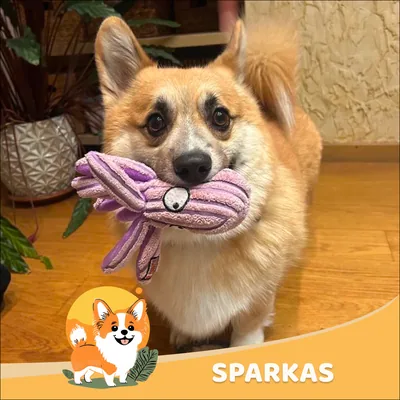Sparkas