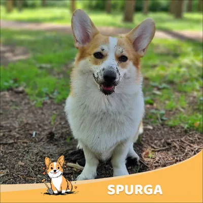 Spurga
