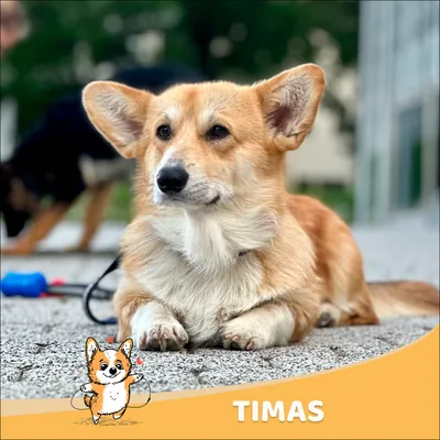 Timas