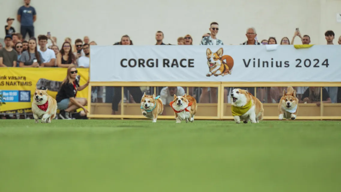 Corgi Race Vilnius