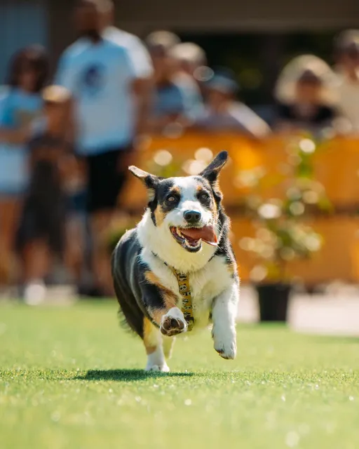 Corgi Race Vilnius