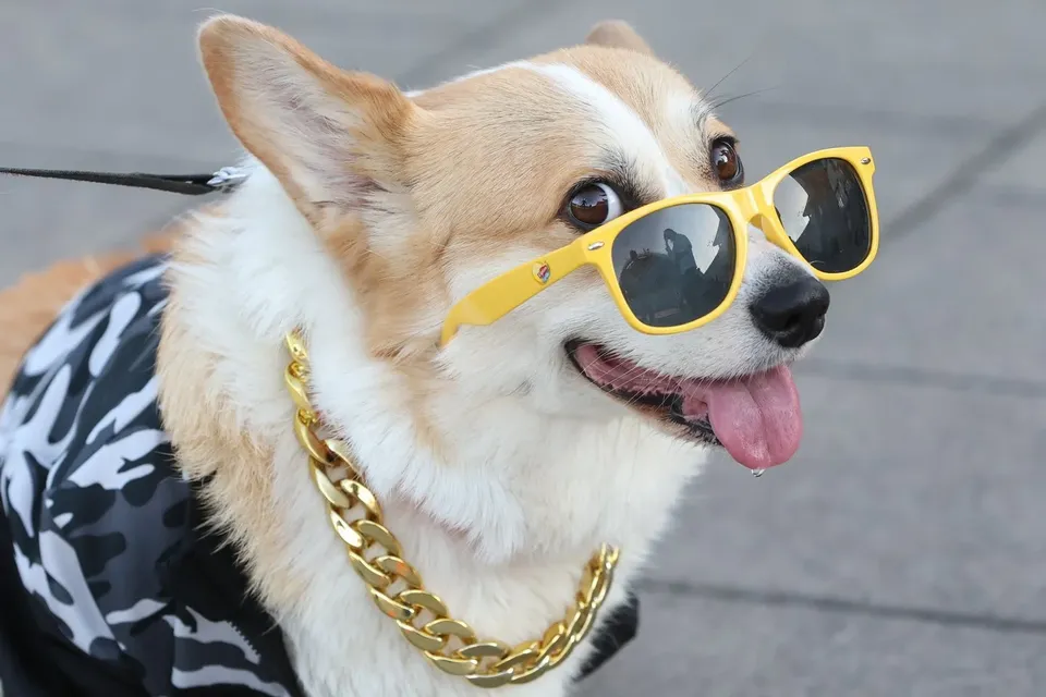 Corgi Race Vilnius