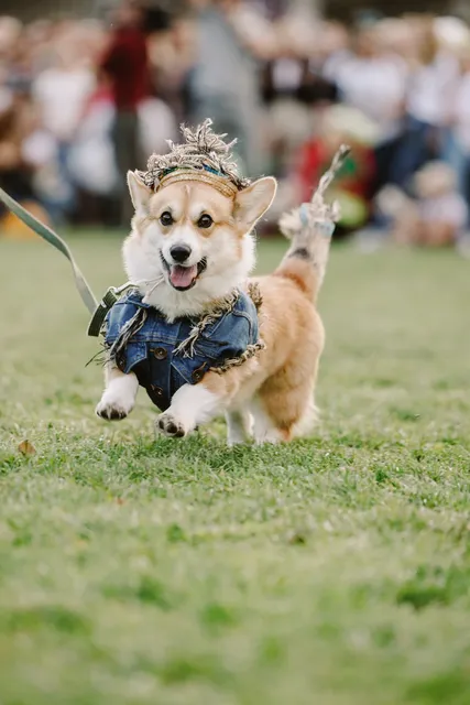 Corgi Race Vilnius