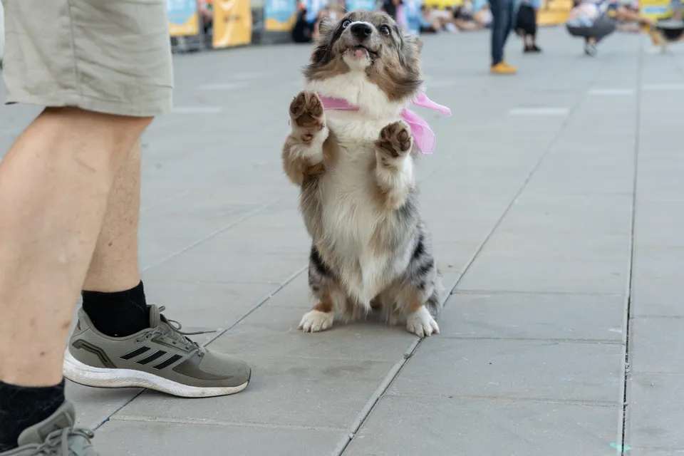 Corgi Race Vilnius