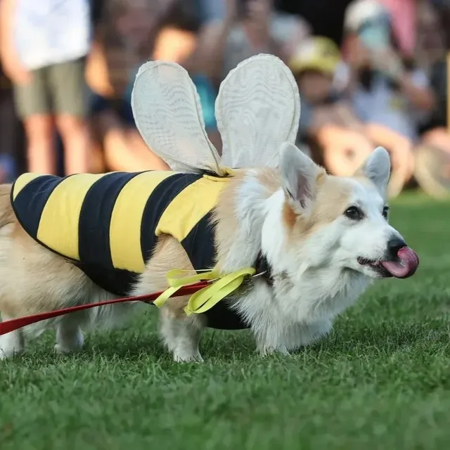Corgi Race Vilnius