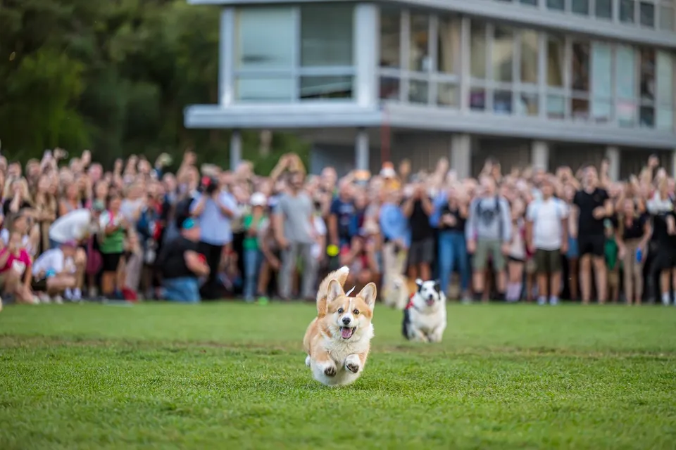 Corgi Race Vilnius